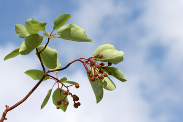A branch of Greek strawberry (Arbutus andrachne) with leaves and red berries in autumn