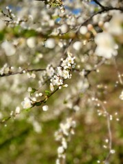 Spring Blossoms