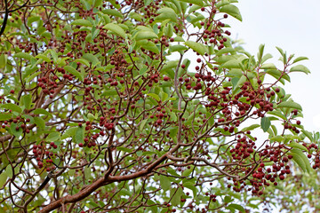 Fototapeta premium Branches of Greek strawberry (Arbutus andrachne) with leaves and red berries in autumn on Taurus Mountains 