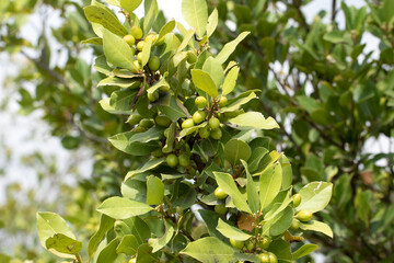 Berries of bay laurel (Laurus nobilis) in autumn 