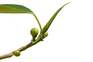 A twig of Port Jackson Fig or Rusty Fig (Ficus rubiginosa) with its figs.