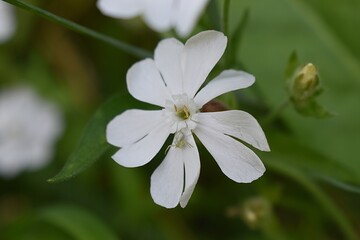 Obraz premium Gros plan d'une fleur mâle de Compagnon blanc (Silene latifolia) dans la nature