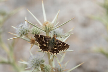 A beautiful large grizzled skipper (Muschampia proto) feeding on a thistle flower on Taurus...