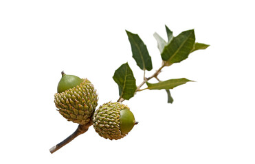 Green acorns of an oak (Quercus sp) tree with spiny leaves on Taurus Mountains in Mediterranean nature