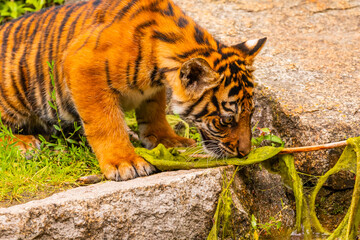 Sumatran tiger family with two little cubs