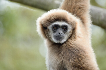 lar gibbon white-handed gibbon, an endangered primate in the gibbon family