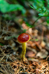 Racoon Branch to Dickies Knoll Hike