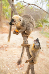 Obraz premium Common brown lemur (Eulemur fulvus) with orange eyes.