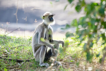 black faced grey langur monkey in Yala National Park, Sri Lanka