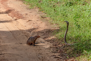 mongoose fights with an aggressive cobra in the wild