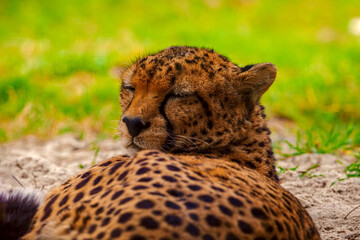 cheetah resting on green grass, very close eye contact.