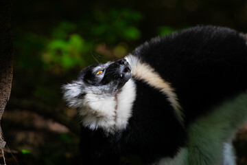 Obraz premium Black and white Ruffed Lemur closeup