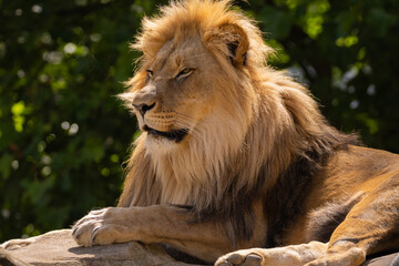 close-up image of a lion's head. expression is calm and majestic, showing off the fine details of its fur and features.