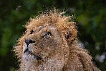 close-up image of a lion's head. expression is calm and majestic, showing off the fine details of its fur and features.