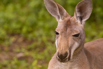 Portrait of an Australian medium sized kangaroo in selective focus