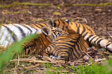 Tiger cubs playing with his mother,sumatra tiger Panthera tigris