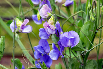 Sweet pea growing in the garden