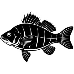 fish on a white background