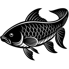 fish on a white background