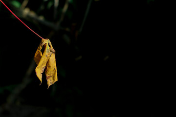 flower in the wind