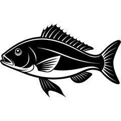 fish isolated on white background