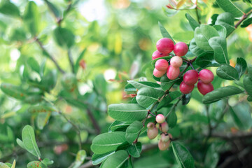  Lace Fruit on a branch