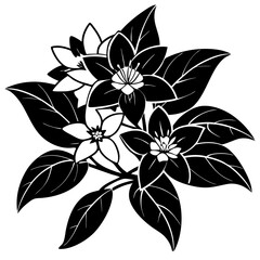 black and white flowers