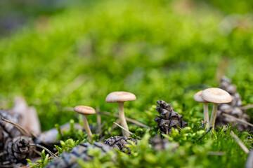inedible mushroom Mycena galericulata in autumn forest among moss