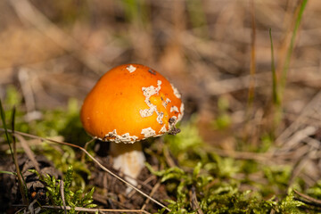 fly agaric mushroom among moss in the forest