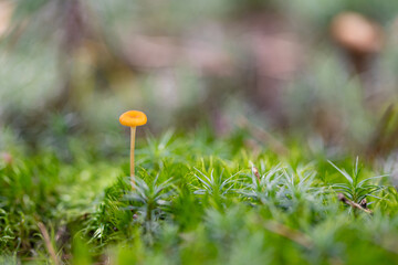 Miniature Rickenella fibula mushroom in autumn forest among moss