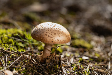 inedible mushroom Amanita rubescens in autumn forest among moss