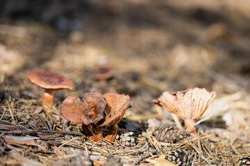 inedible mushroom Psilocybe coronilla in autumn forest among moss