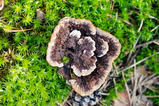 Thelephora terrestris mushroom in autumn forest