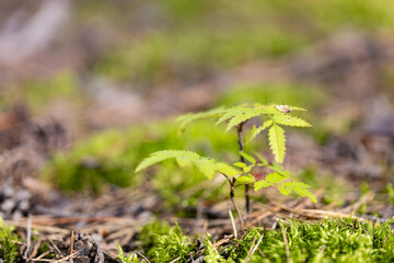young shoot of rowan tree in autumn forest