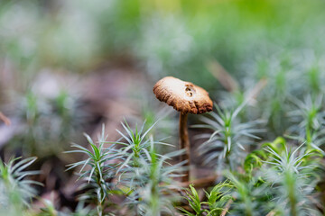 inedible mushroom Mycena galericulata in autumn forest among moss