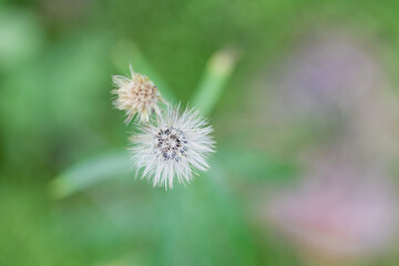 closeup view of Senecio viscosus
