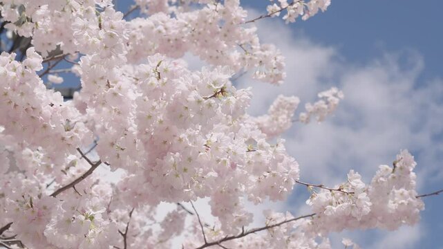 Sakura blossom. Beautiful spring Sakura flower on cherry tree. Sakura flower in bloom in spring. Spring nature. Sakura with blooming flower. Blossom spring season. Japanese cherry. Blooming season