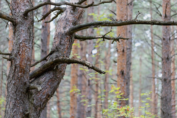 dry spreading pine tree in autumn forest
