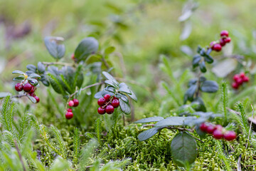 cowberry berries in wood among a moss