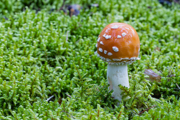 small fly agaric mushroom among the moss in the forest