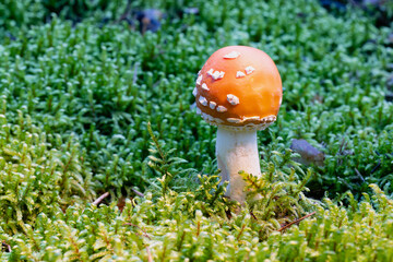 Close up fly agaric mushroom among moss in the forest