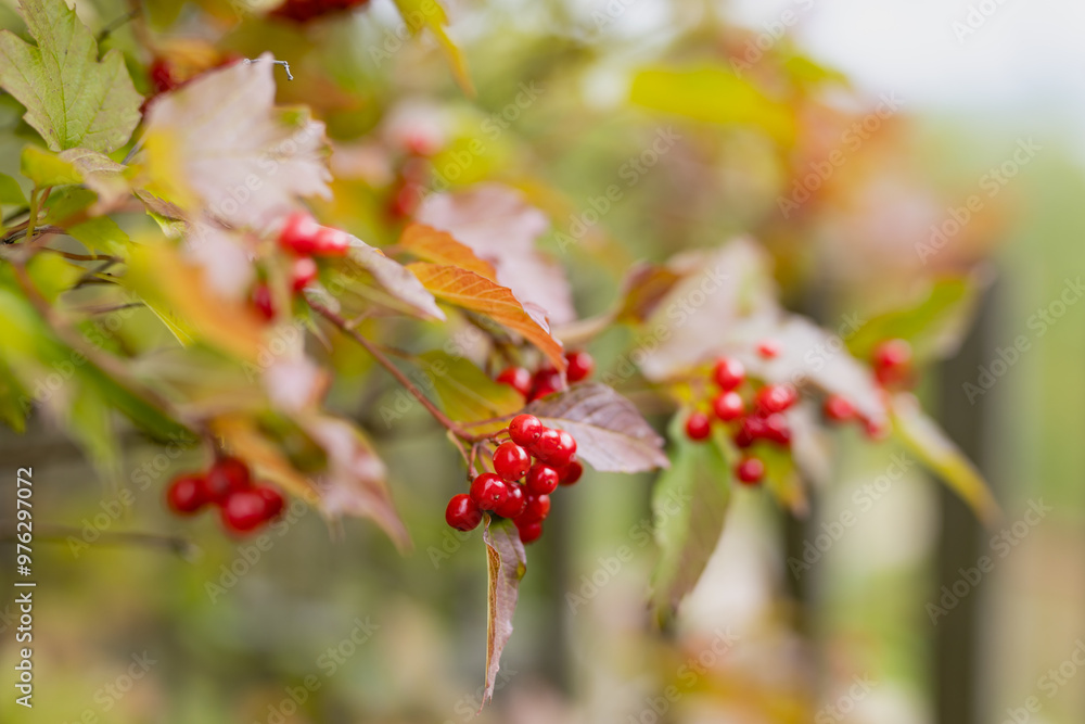 Canvas Prints ripe rowan berries on a tree in autumn
