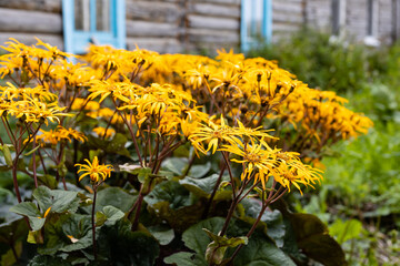 Yellow flowers of Ligularia dentata, variety "Othello"