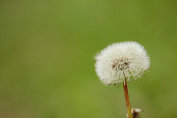 dandelion on green background