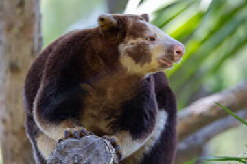 Close up of Mathschie's tree kangaroo