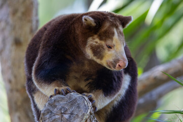 Close up of Mathschie's tree kangaroo