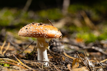 inedible mushroom Amanita rubescens in autumn forest among moss