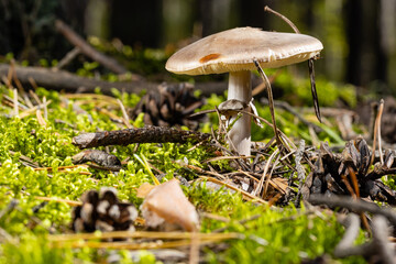inedible mushroom Amanita citrina in autumn forest among moss