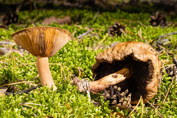 unidentified mushroom in autumn forest is dangerous to peoples