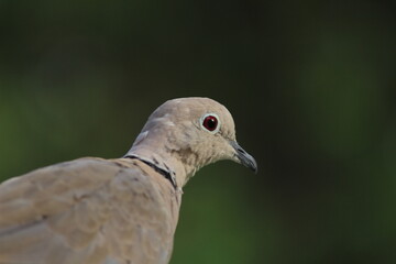 Urban Dove